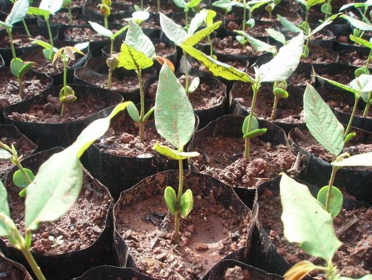 Ações do Programa de Proteção aos Mananciais do Consórcio PCJ tem potencial para ampliar a infiltração de água no solo em até 8,12 mil m³/ano com doação de mudas para reflorestamento