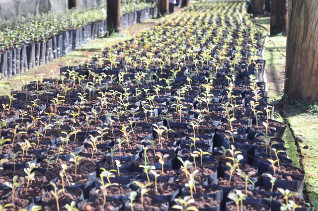 Viveiro de Portas Abertas vai mostrar como mudas nativas são produzidas no Dia da Árvore