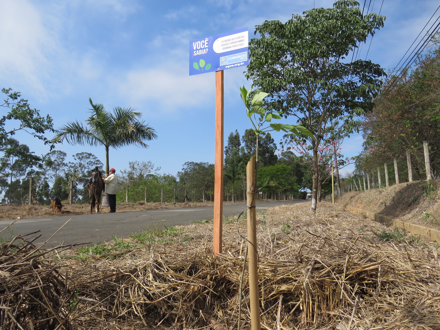 Consórcio PCJ revitaliza alça de acesso com plantio de mudas de Ipê Branco e placas de sensibilização ambiental