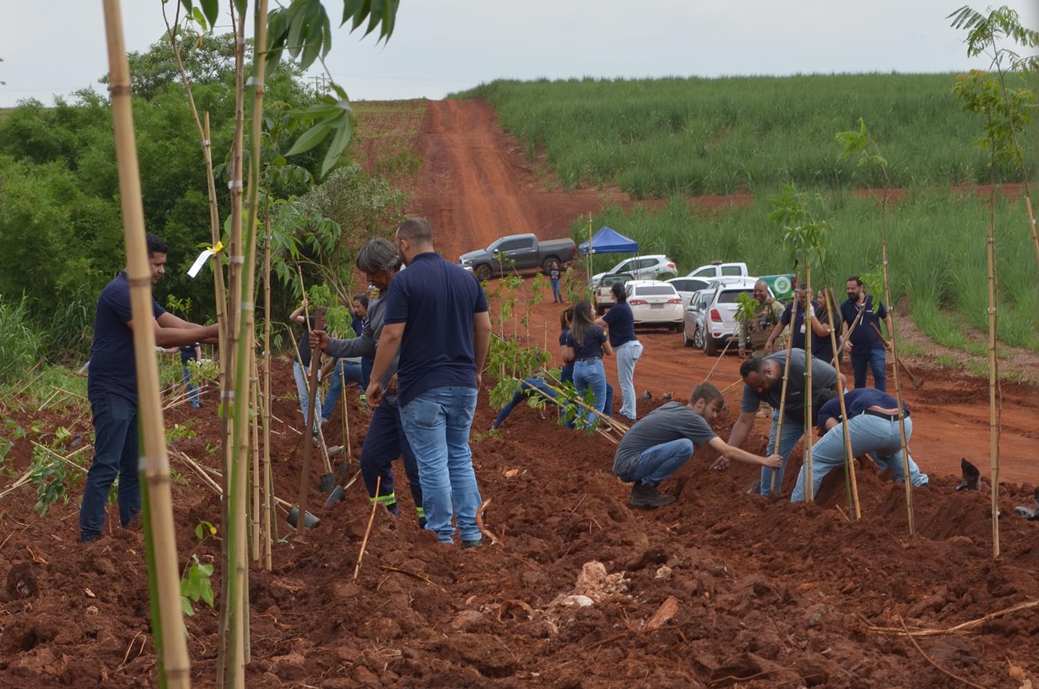 Consórcio PCJ participa de plantio de mudas em Cordeirópolis (SP)